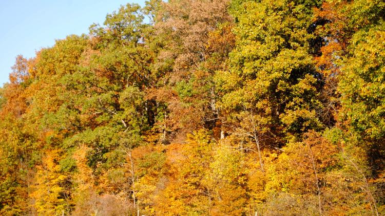My favorite time to visit Burnett Woods is in the fall.