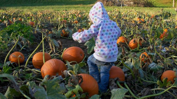 Fall Harvest Days at Nehemiah Ranch in Avon are fun for all ages!
