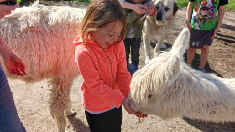 Hungry Alpacas at Montrose Farms