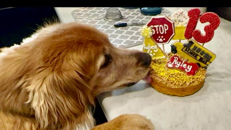 Paw Street Bakery (Photo Courtesy of Paw Street Bakery Facebook page)