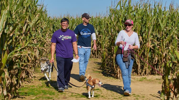 Dog Daze at the Maze