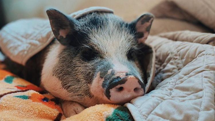 Oinking Acres Farm Rescue & Sanctuary
