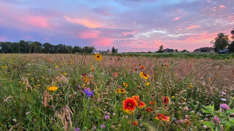 Indiana sunsets are best enjoyed among wildflowers--courtesy of Rumored Blooms