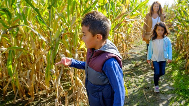 Corn Maze at Beasley's Orchard