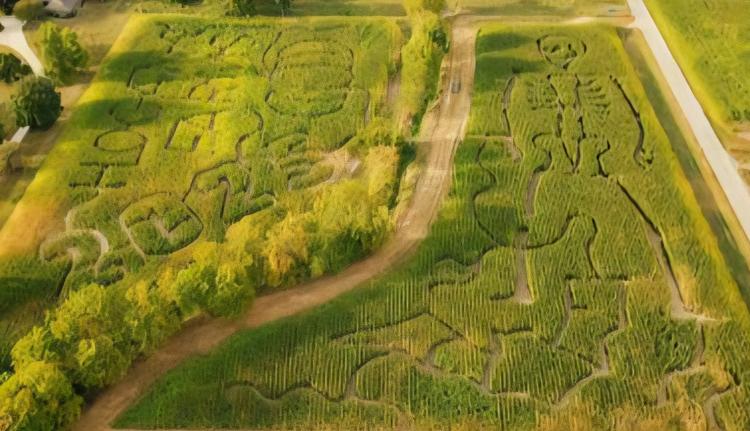 Hogan Farms 2025 corn maze