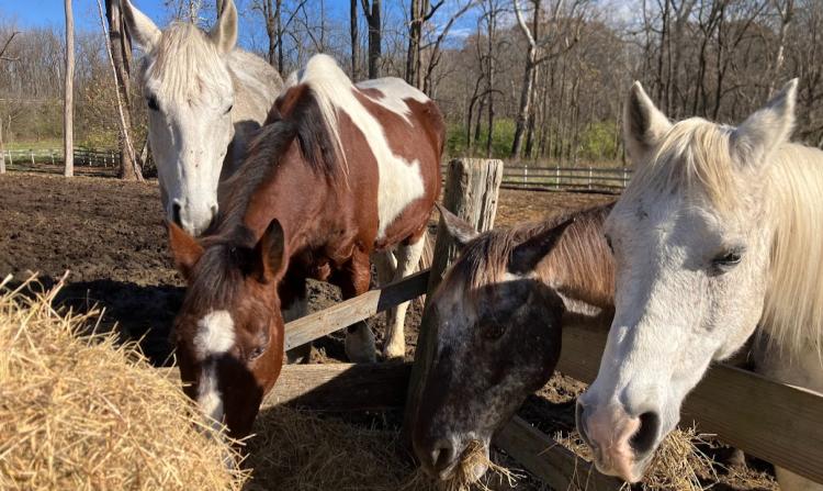 Horses at Natural Valley Ranch in Brownsburg