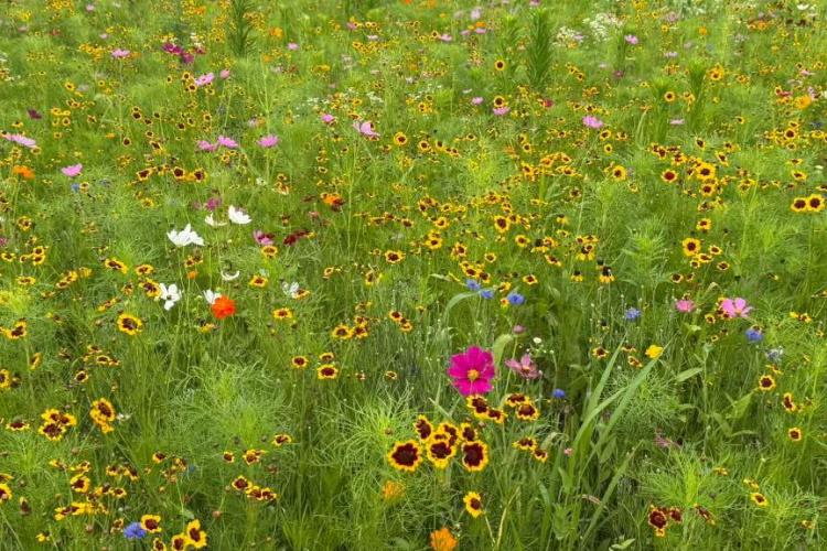 Albright Acres Flower Farm’s Flower Field with a Variety of Wildflowers