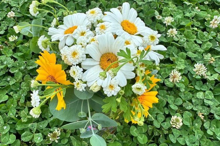 A Bouquet of Flowers at Albright Acres Flower Farm