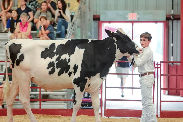 Boy shows his white and black dairy cow to judges at the county fair.