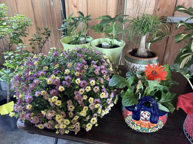 The Hendricks County Master Gardeners Plant Sale and Auction will be on May 20.
