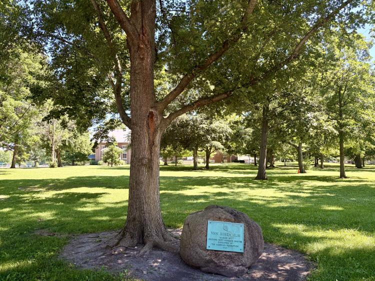 Van Buren Elm Tree