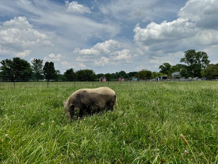 A pig grazing at Oinking Acres