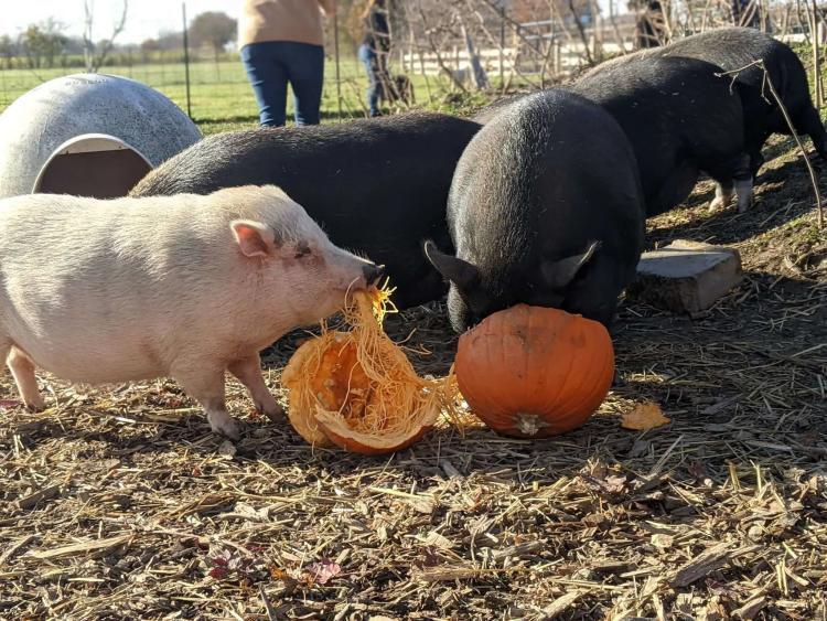 Oinking Acres pigs & pumpkins