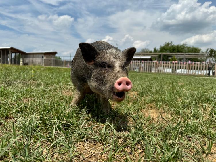 This Cute Pig was so Friendly!