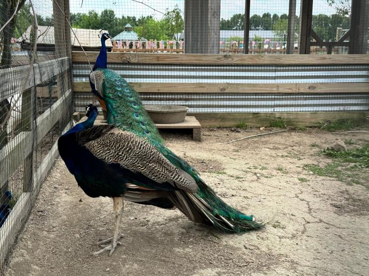 Peacocks at Oinking Acres