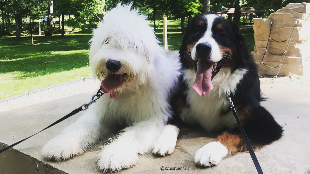 Dogs relaxing at Hummel Park.
