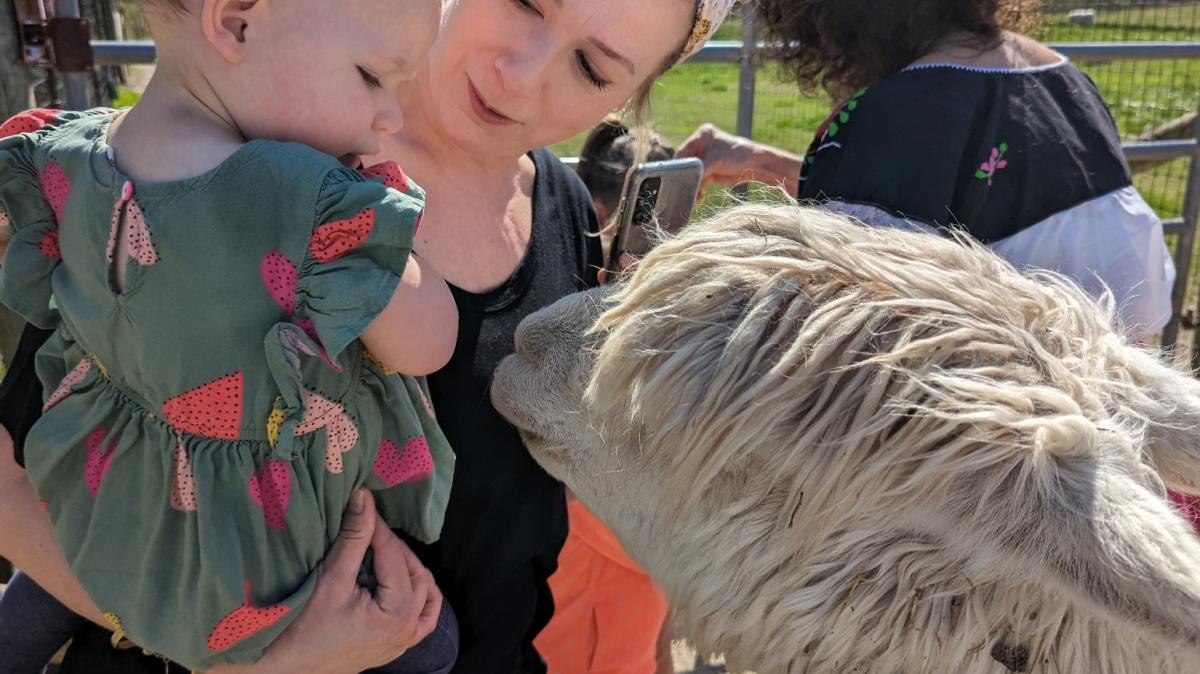 Get up close to the alpacas at Montrose Farms