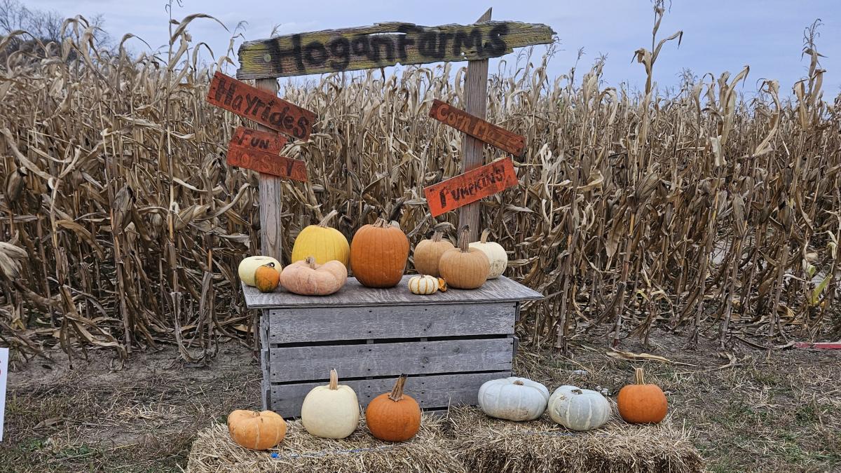 Hogan Farms pumpkins