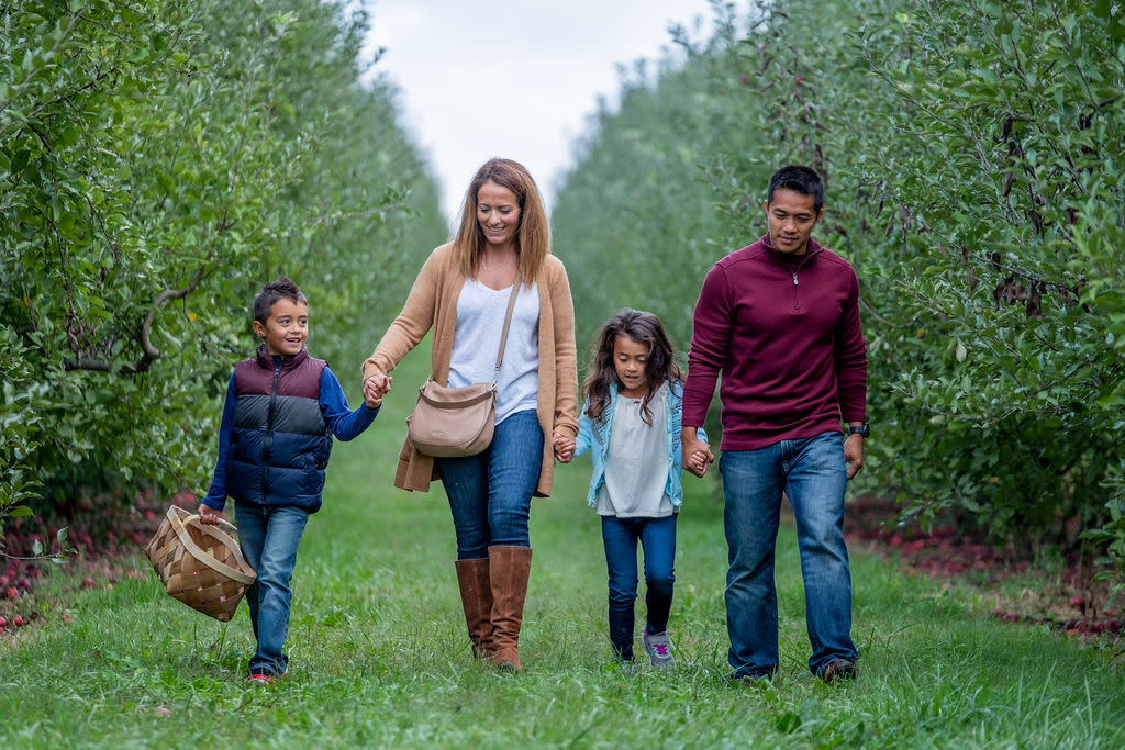 Picking Apples at Beasley's Orchard in Danville, Indiana