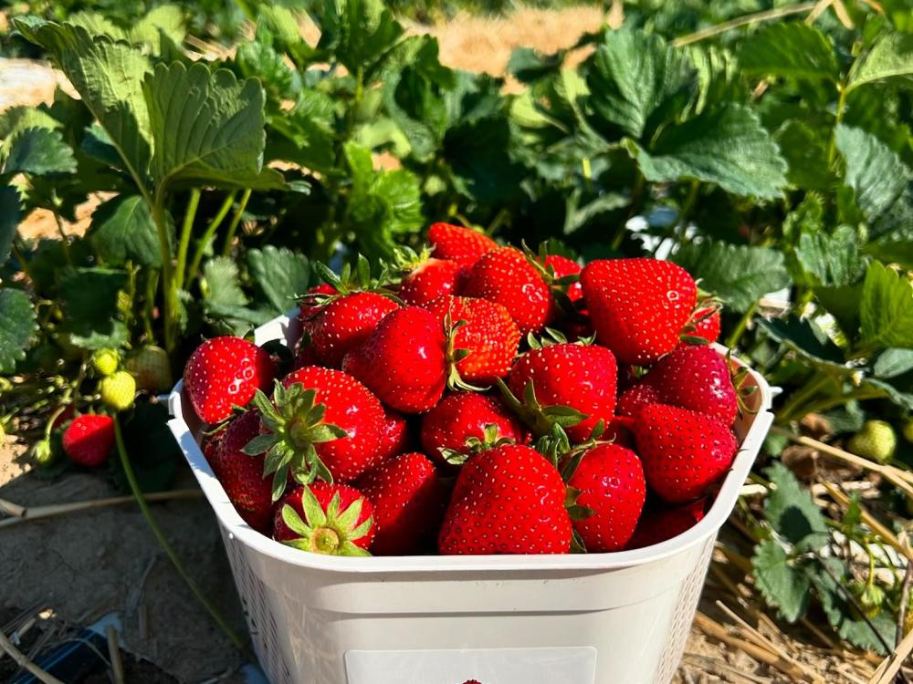 Beasley's Strawberries