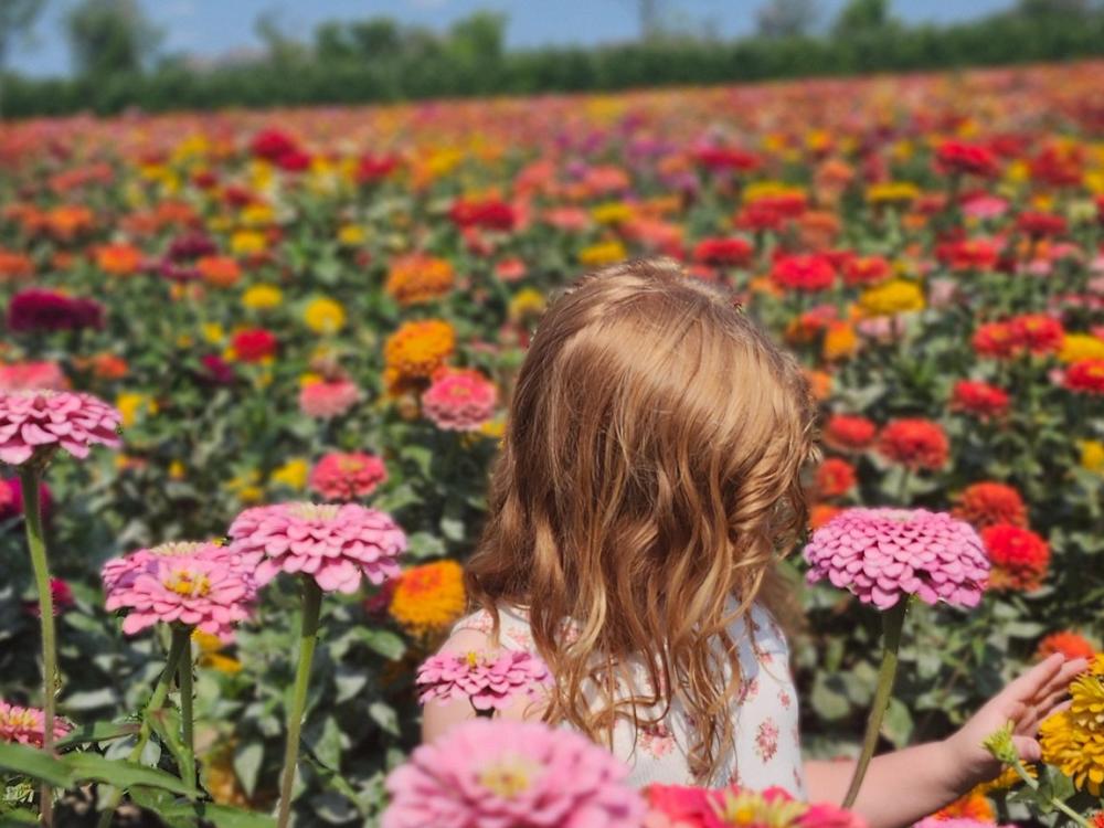 Beasley's Orchard Pick your own zinnias
