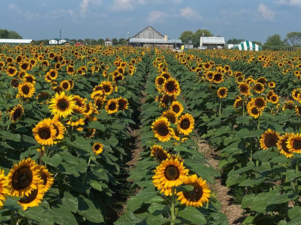 U-Pick Sunflowers at Beasley's Orchard (Photo Courtesy of Beasley's Orchard Facebook Page)