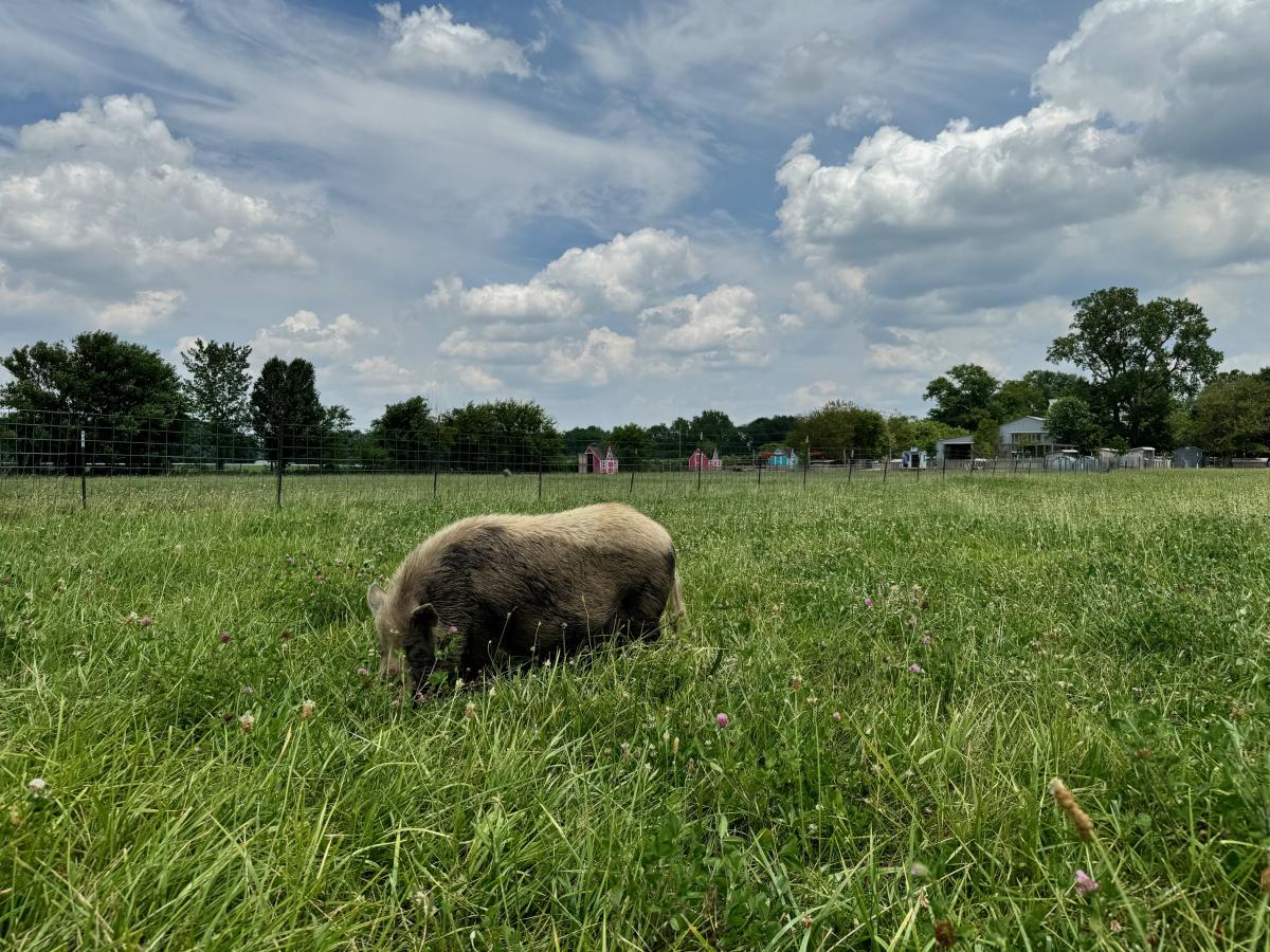 A pig grazing at Oinking Acres