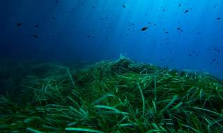 Prados de possidónia oceânica