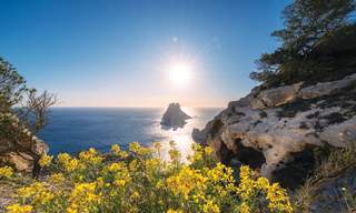 Küstenlandschaft Ibizas mit gelben Wildblumen im Vordergrund, Kalksteinfelsen und der Insel Es Vedrà im Hintergrund, beleuchtet von der Sonne über dem Mittelmeer unter einem wolkenlosen Himmel.