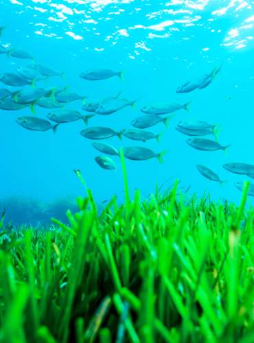 Um cardume de peixes a nadar sobre um prado de ervas marinhas Posidonia oceanica nas águas cristalinas de Ibiza, demonstrando a riqueza de um ecossistema marinho protegido sob a superfície do Mar Mediterrâneo.