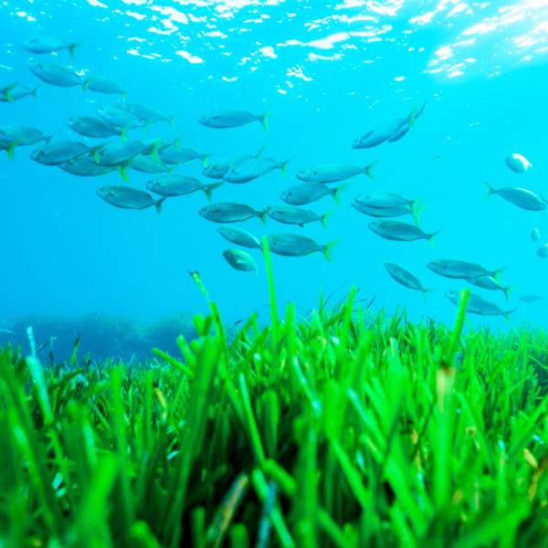 Um cardume de peixes a nadar sobre um prado de ervas marinhas Posidonia oceanica nas águas cristalinas de Ibiza, demonstrando a riqueza de um ecossistema marinho protegido sob a superfície do Mar Mediterrâneo.