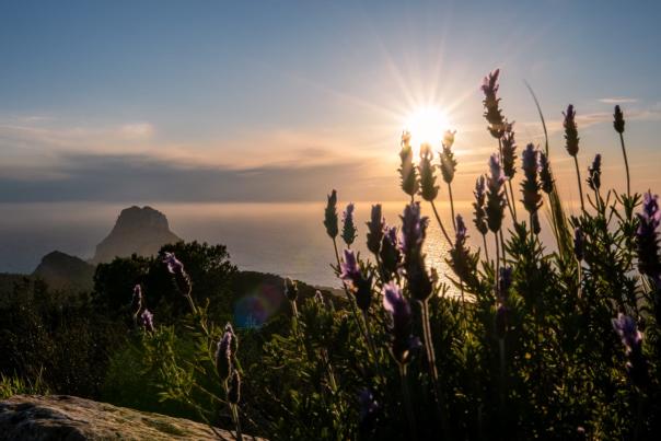 Atardecer sobre el islote de Es Vedrà visto desde la costa de Ibiza. En primer plano destacan flores de lavanda iluminadas a contraluz por el sol, mientras el Mediterráneo refleja tonos dorados y el perfil rocoso del islote se recorta en el horizonte bajo un cielo sereno.