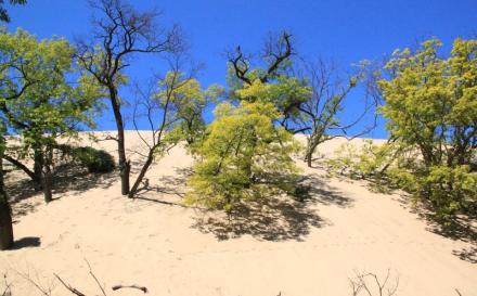 Tolleston Dunes