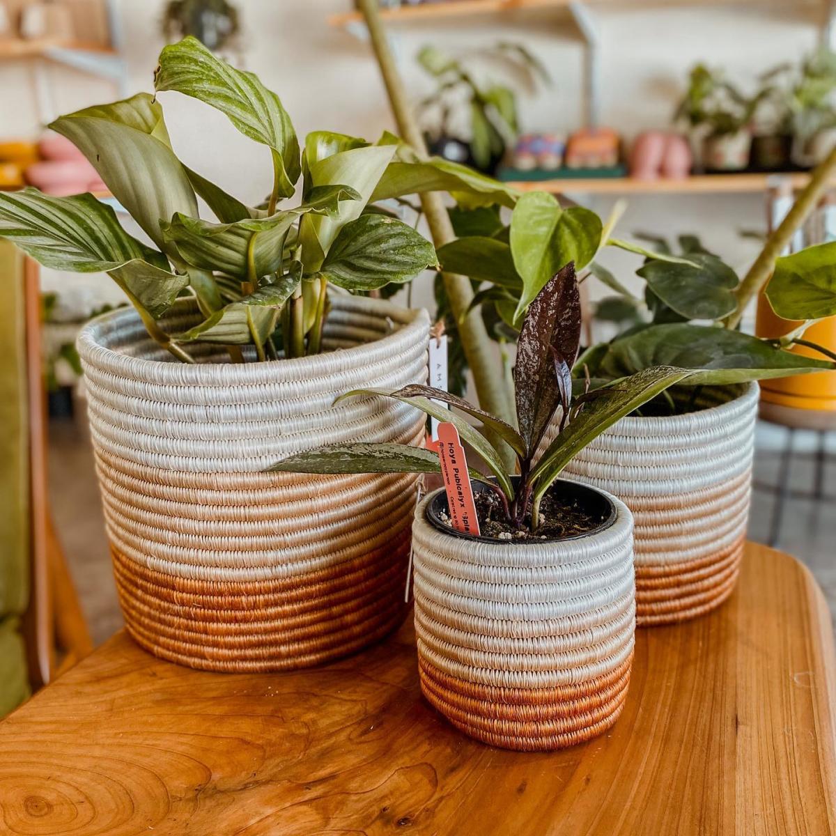 dragon planter Dragon Head Planter – Homebody Collective