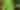 Prickly Pear Cactus