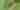A yellow, black, and white striped caterpillar eats a green leaf.
