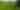 A green field of plants is bordered by green trees.