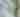 Prothonotary Warbler