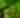 Jack in the Pulpit YT thumbnail