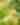 Hairy Bush Clover