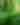 Fern