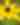 Tall Coreopsis