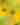 Tall Tickseed