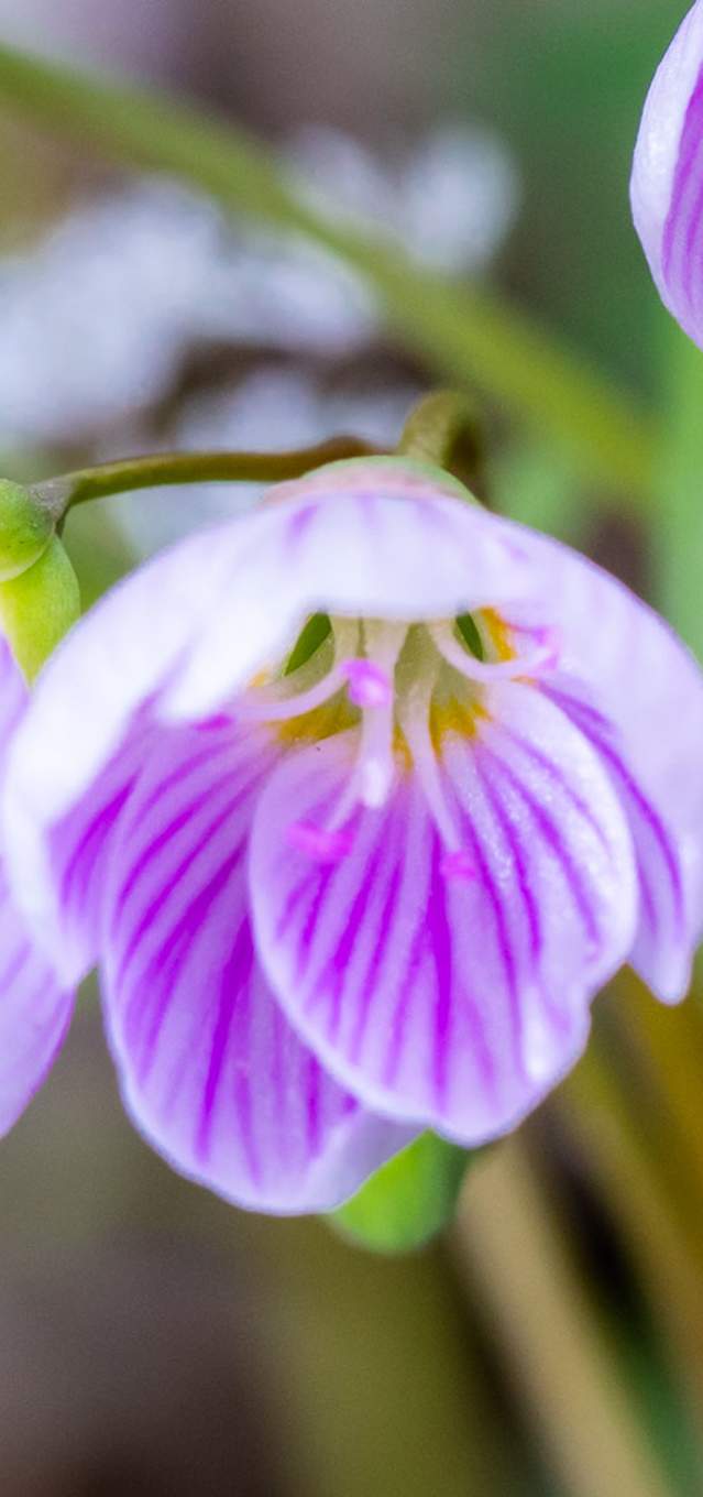 Spring Beauty at Heron Rookery