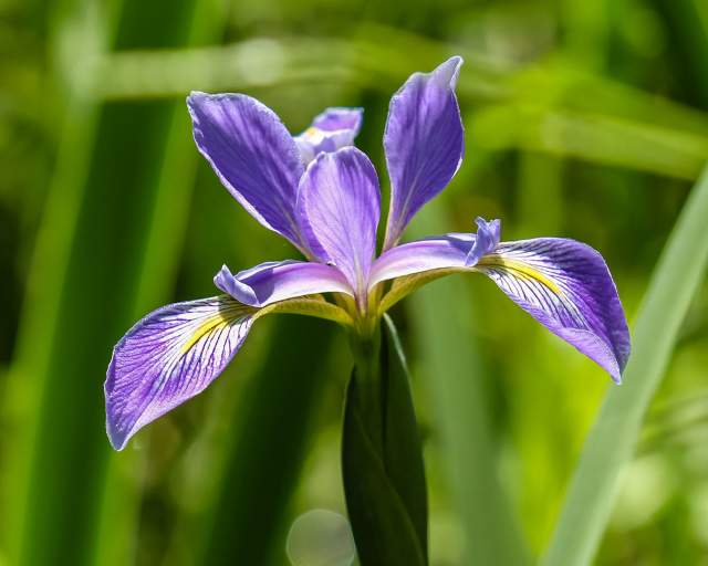 Flower at Indiana Dunes State Park