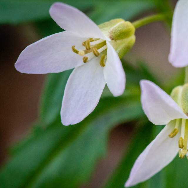 Heron Rookery Flowers