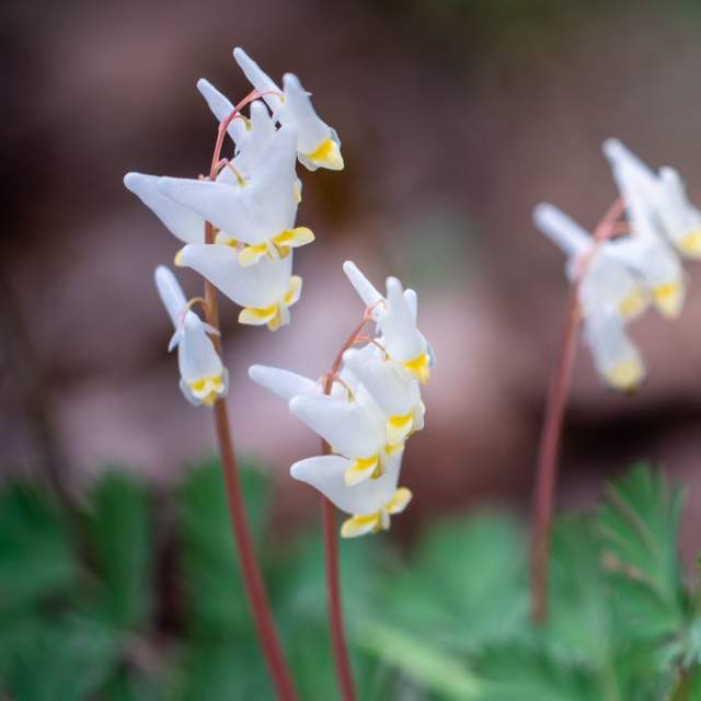 White flowers that look like little white breeches dangle from reddish stems.