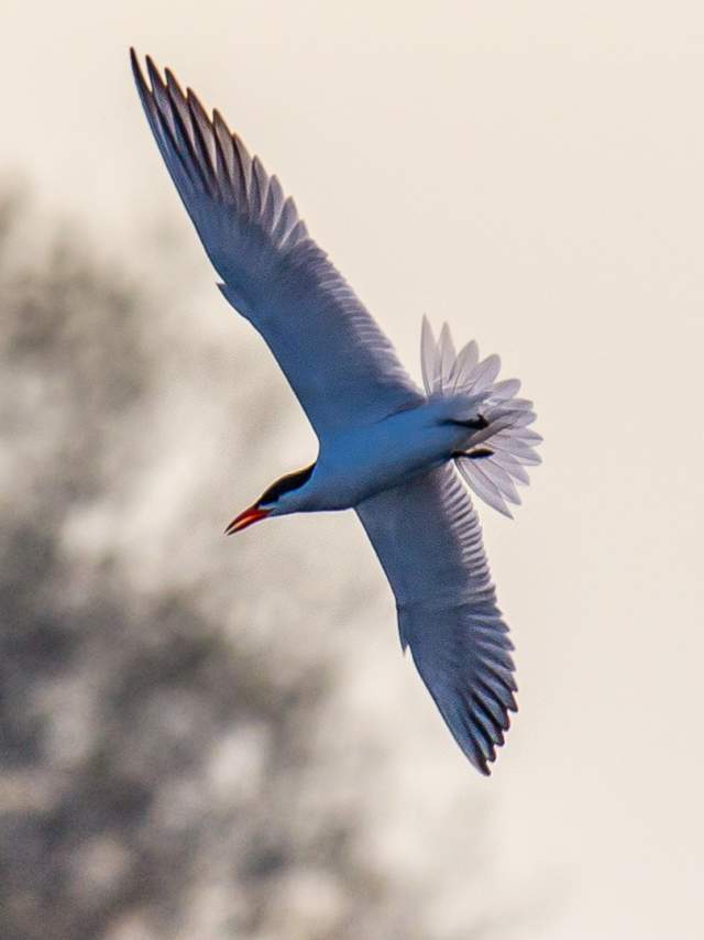 Bird at West Beach