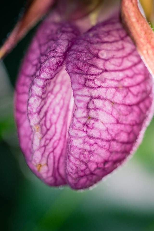 Pink Lady Slipper at Pinhook Bog