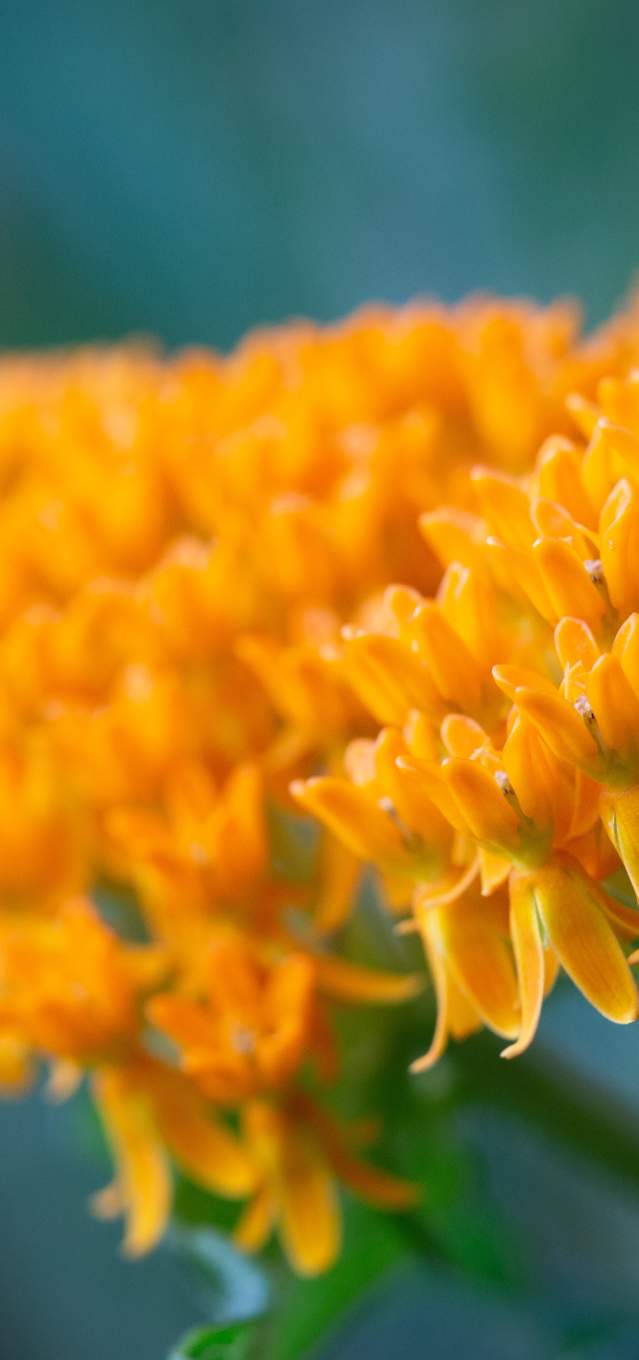 Butterfly weed at Coffee Creek Preserve